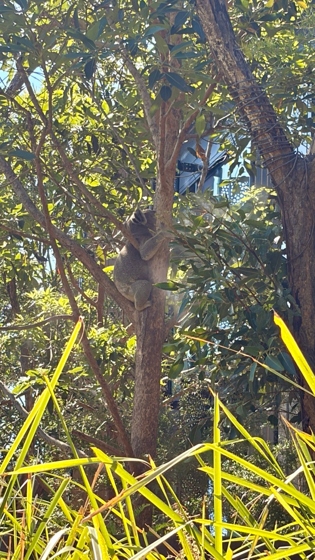 Taronga Zoo Wildlife Retreat Review: Staying Overnight at Sydney’s Most Unique Zoo&nbsp;Hotel